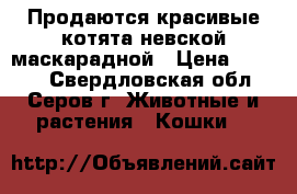 Продаются красивые котята невской маскарадной › Цена ­ 1 000 - Свердловская обл., Серов г. Животные и растения » Кошки   